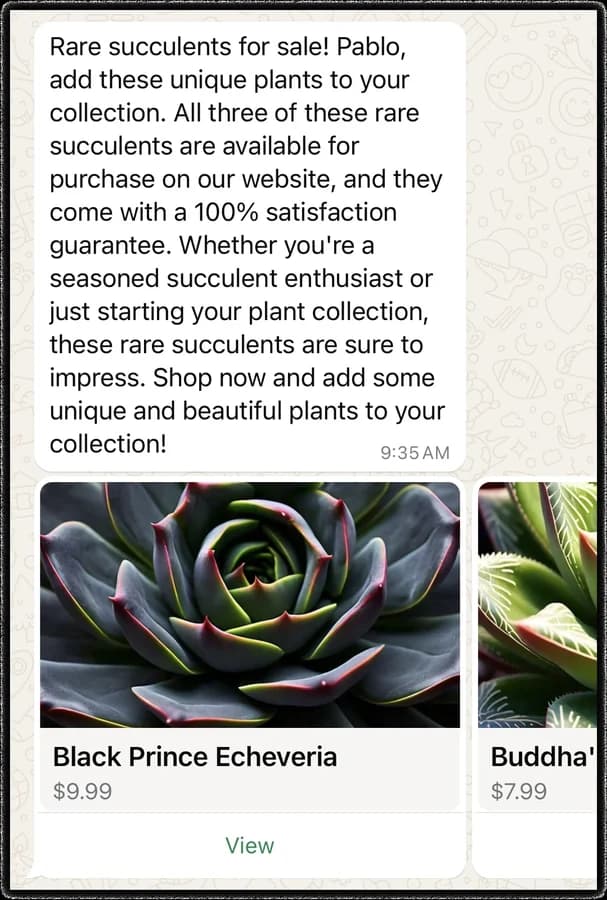 A WhatsApp product card carousel showing a Black Prince Echeveria at $9.99 with a View button