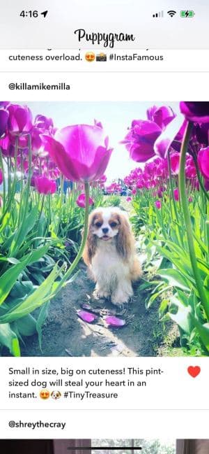 Puppygram screen shot
