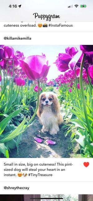 Puppygram screen shot