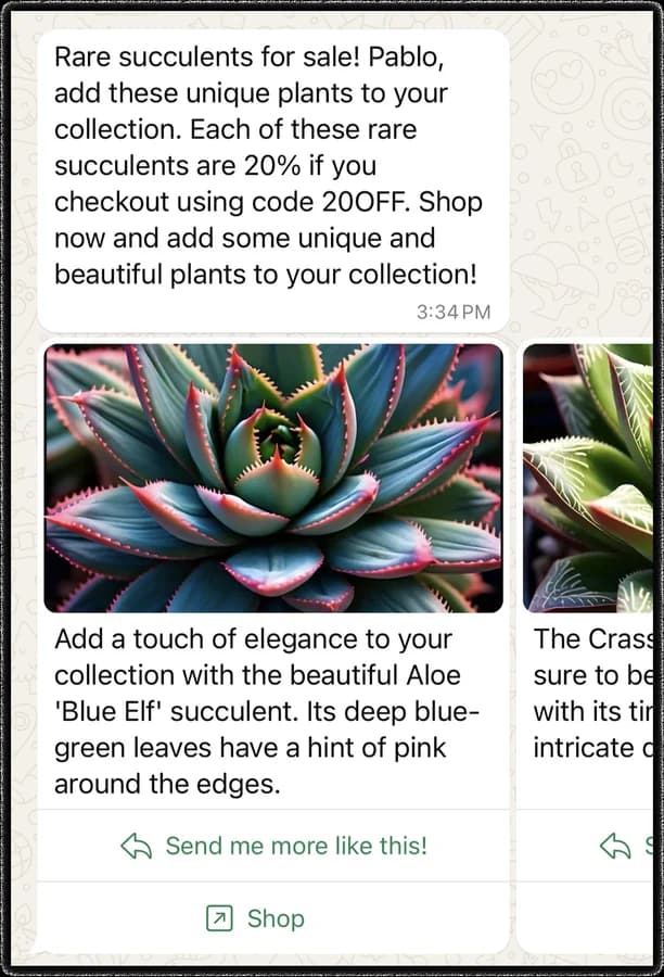 A WhatsApp marketing message about succulents followed by swipeable product cards, each with an image, text, and buttons